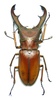 Coleopteras of Indonesia - Cyclommatus canaliculatus freygesseneri