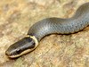 Northern Ringneck Snake (Diadophis punctatus edwardsii)