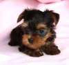 yorkie puppy in need of a good home