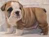 Adorable Akc Registered English Bulldog Puppies Available