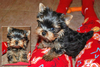 Tenderly  Raised Akc Reg Yorkie Puppies For Adoption