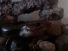 Salamander? If so what type? -- broadhead skink (Plestiodon laticeps)