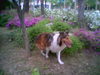 collie, two years after amputation in a park in Seoul, Korea