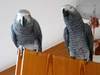 male and female parrots for sale.