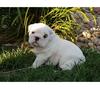 Pure Breed English Bulldog Puppy For Adoption