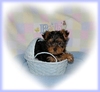 adorable yorkie puppy for free adoption