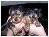 yorkie puppies for free adoption