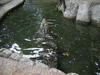 philippines croc at Manila zoo -- Philippine crocodile (Crocodylus mindorensis)