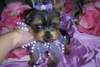 Yorkie Puppy for Free Home