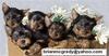 teacupyorkie puppies for adoption