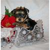 Cute yorkie puppy for adoption