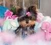 teacup Yorkie puppies for adoption