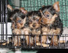 teacup yorkie puppies for free adoption