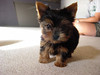 Tea Cup Yorkie Puppy For Adoption