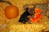 lovely and cute yorkie puppies for adoption