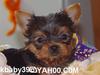 cute yorkie puppies for free adoption