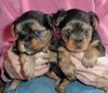 tea cup yorkies puppies for free adoption
