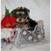 affectionate yorkie puppies for adoption