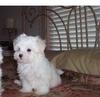 Adorable Maltese Puppy For Adoption