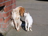 Cat and Dog 2