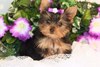 male and female adorable teacup yorkie puppies