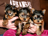 Gorgeous TeaCup Yorkie Puppies For Adoption