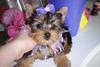 adorable yorkie puppies for free adoption