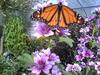 monarch -- monarch butterfly (Danaus plexippus)