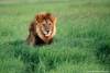 Male Lion in green grass