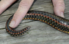 Common Rainbow Snake (Farancia erytrogramma erytrogramma)095