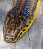 Common Rainbow Snake (Farancia erytrogramma erytrogramma)206