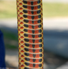 Common Rainbow Snake (Farancia erytrogramma erytrogramma)218