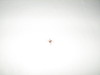 Vermont spider