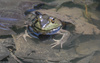 American Bullfrog (Lithobates catesbeianus)004