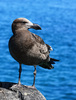 Molly gull  - Pacific Gull (Larus pacificus)
