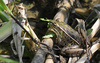 Southern Leopard Frog (Lithobates sphenocephalus)001