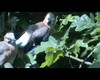 Eurasian Jay (Feeding picture 2)