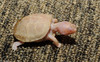 Albino Eastern Box Turtle (Terrapene carolina carolina)104
