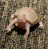 Albino Eastern Box Turtle (Terrapene carolina carolina)106