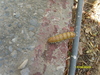 Caterpillar Whats its correct name