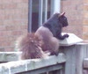 Another Squirrel Crossbreed Photo