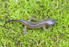 Marbled Salamander (Ambystoma opacum)001