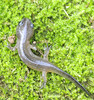 Marbled Salamander (Ambystoma opacum)002