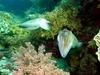 Fish Image - European common cuttlefish (Sepia officinalis)