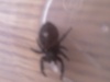 what kind of spider is this
