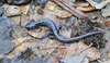 Cumberland Plateau Salamander (Plethodon kentucki)002