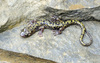 Green Salamander (Aneides aeneus)001