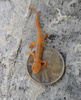 Red-Spotted Newt(Notophthalmus viridescens)100