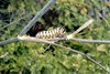 black swallowtail butterfly caterpillar [papilio polyxenes asterius]