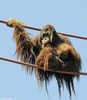 Orangutan (Pongo sp.)002